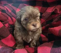 Brownie, a male Shihpoo for sale in Gate City, VA – 1 of 5