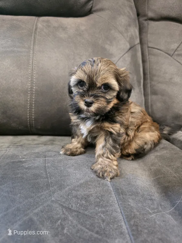 Axel – Shihpoo puppy for sale in Gate City, VA