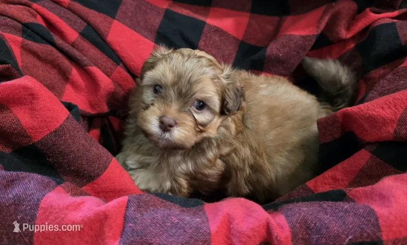 Leo – Shihpoo puppy for sale in Gate City, VA