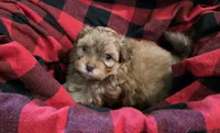 Leo, a male Shihpoo for sale in Gate City, VA – 1 of 3
