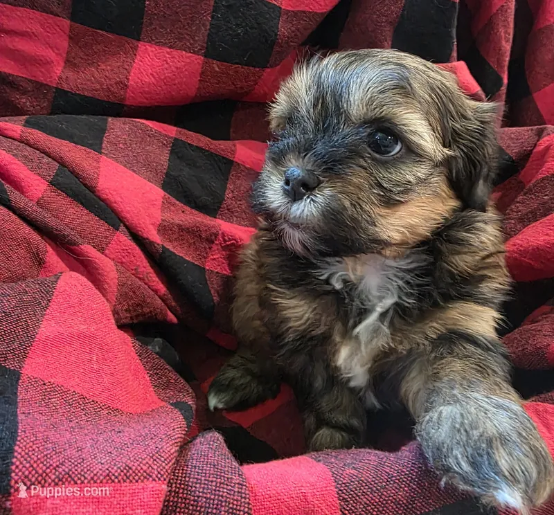 Axel – Shihpoo puppy for sale in Gate City, VA