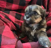 Axel, a male Shihpoo for sale in Gate City, VA – 1 of 5