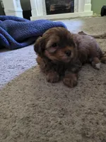 Leo, a male Shihpoo for sale in Gate City, VA – 2 of 3