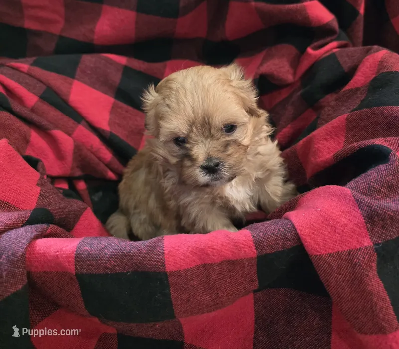Tiny – Shihpoo puppy for sale in Gate City, VA