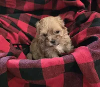 Tiny, a male Shihpoo for sale in Gate City, VA – 1 of 3