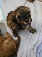 Axel, a male Shihpoo for sale in Gate City, VA – 4 of 5