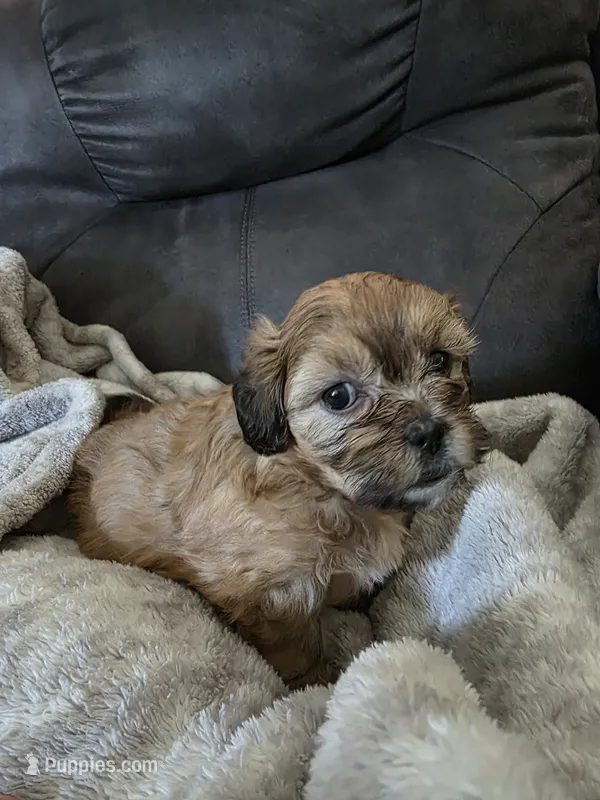 Sunny – Shihpoo puppy for sale in Gate City, VA
