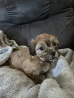 Sunny, a female Shihpoo for sale in Gate City, VA – 1 of 5