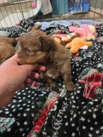 Brownie, a male Shihpoo for sale in Gate City, VA – 5 of 5