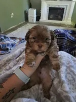 Brownie, a male Shihpoo for sale in Gate City, VA – 2 of 5
