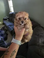 Tiny, a male Shihpoo for sale in Gate City, VA – 3 of 3