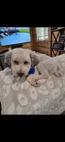 Brownie, a male Shihpoo for sale in Gate City, VA – 4 of 5