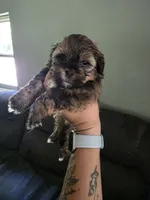 Axel, a male Shihpoo for sale in Gate City, VA – 2 of 5