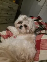 Axel, a male Shihpoo for sale in Gate City, VA – 5 of 5