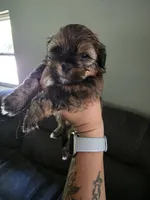 Axel, a male Shihpoo for sale in Gate City, VA – 3 of 5