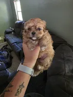 Tiny, a male Shihpoo for sale in Gate City, VA – 2 of 3
