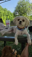 Brownie, a male Shihpoo for sale in Gate City, VA – 3 of 5