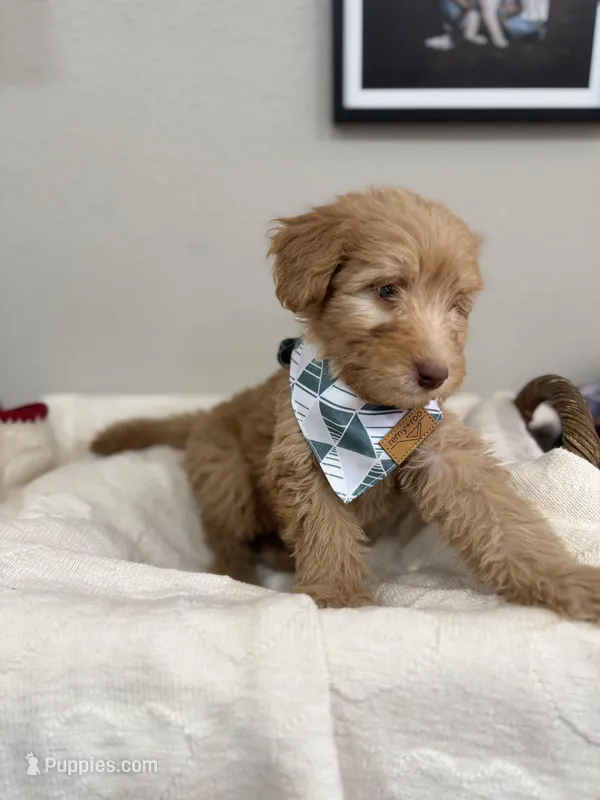 Biscotti-Red – Bernedoodle puppy for sale in Oak Hills, CA