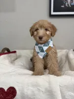 Biscotti-Red, a male Bernedoodle for sale in Oak Hills, CA – Photo 5 of 7