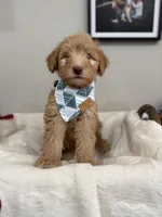 Biscotti-Red, a male Bernedoodle for sale in Oak Hills, CA – Photo 7 of 7