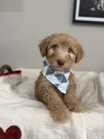 Biscotti-Red, a male Bernedoodle for sale in Oak Hills, CA – Photo 4 of 7