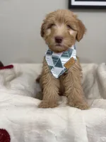 Biscotti-Red, a male Bernedoodle for sale in Oak Hills, CA – Photo 3 of 7