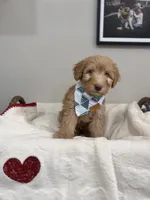 Biscotti-Red, a male Bernedoodle for sale in Oak Hills, CA – Photo 6 of 7