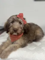 Macchiato-Black, a female Whoodle for sale in Oak Hills, CA – 9 of 10