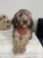 Macchiato-Black, a female Whoodle for sale in Oak Hills, CA – 7 of 10