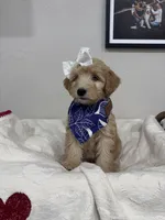 Chai- Purple Collar, a female Bernedoodle for sale in Oak Hills, CA – Photo 3 of 3