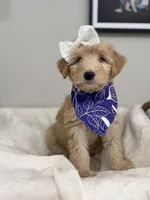 Chai- Purple Collar, a female Bernedoodle for sale in Oak Hills, CA – Photo 2 of 3