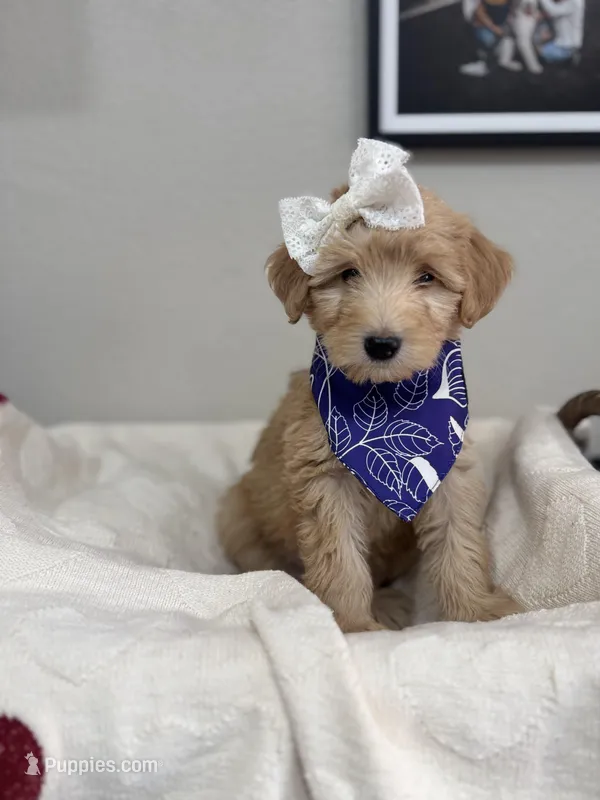 Chai- Purple Collar – Bernedoodle puppy for sale in Oak Hills, CA