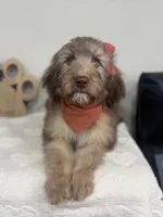 Macchiato-Black, a female Whoodle for sale in Oak Hills, CA – 8 of 10