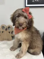 Macchiato-Black, a female Whoodle for sale in Oak Hills, CA – 10 of 10
