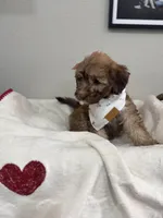 Muffin-Rose, a female Bernedoodle for sale in Oak Hills, CA – Photo 4 of 4