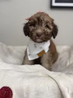 Muffin-Rose, a female Bernedoodle for sale in Oak Hills, CA – Photo 2 of 4