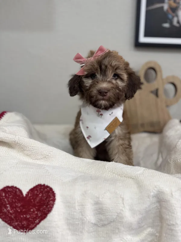 Muffin-Rose – Bernedoodle puppy for sale in Oak Hills, CA