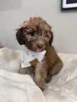 Muffin-Rose, a female Bernedoodle for sale in Oak Hills, CA – Photo 3 of 4