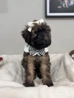 Latte- White, a female Bernedoodle for sale in Oak Hills, CA – Photo 4 of 5