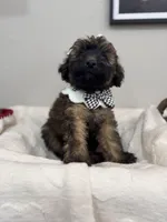 Latte- White, a female Bernedoodle for sale in Oak Hills, CA – Photo 2 of 5