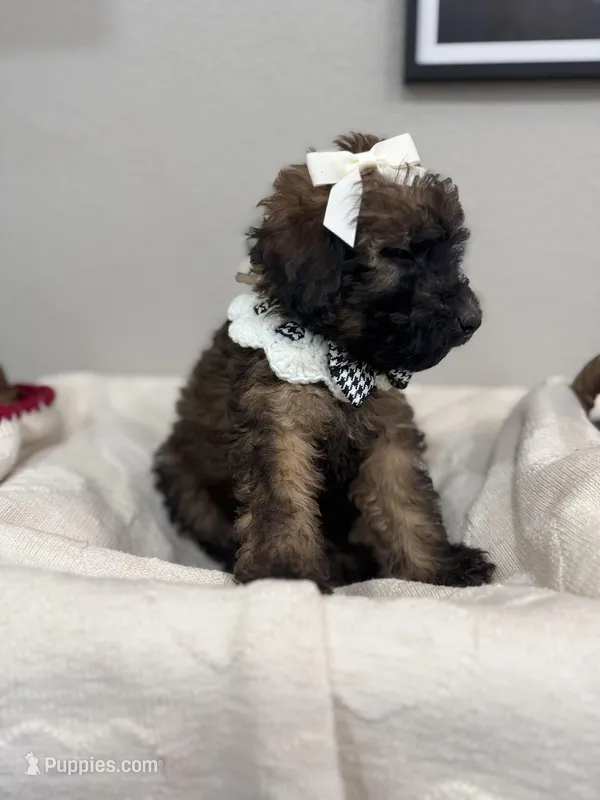 Latte- White – Bernedoodle puppy for sale in Oak Hills, CA