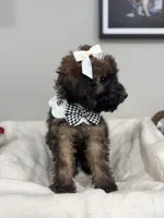 Latte- White, a female Bernedoodle for sale in Oak Hills, CA – Photo 5 of 5