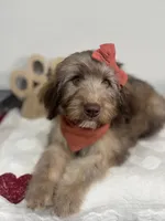 Macchiato-Black, a female Whoodle for sale in Oak Hills, CA – 6 of 10