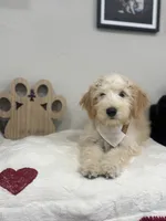 Chai- Purple Collar, a female Whoodle for sale in Oak Hills, CA – 5 of 6