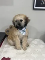 Cocoa-Blue, a male Whoodle for sale in Oak Hills, CA – 5 of 6