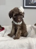 Macchiato-Black, a female Bernedoodle for sale in Oak Hills, CA – Photo 2 of 6