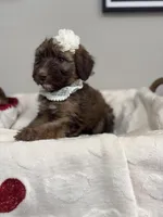 Macchiato-Black, a female Bernedoodle for sale in Oak Hills, CA – Photo 4 of 6