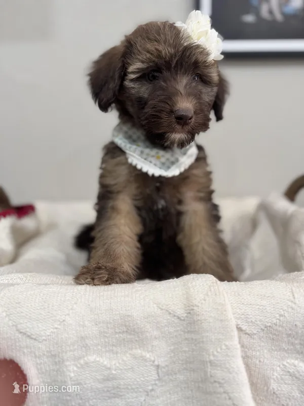 Macchiato-Black – Bernedoodle puppy for sale in Oak Hills, CA