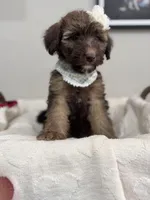 Macchiato-Black, a female Bernedoodle for sale in Oak Hills, CA – Photo 1 of 6