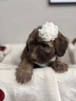 Macchiato-Black, a female Bernedoodle for sale in Oak Hills, CA – Photo 5 of 6